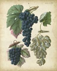 Calwer Grapes I