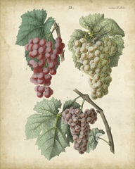 Calwer Grapes II