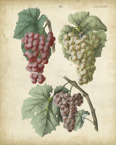 Calwer Grapes II