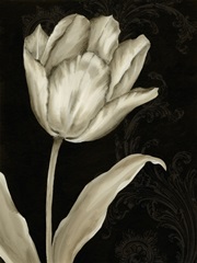 Classical Tulip I