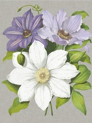 Clematis Blooms II