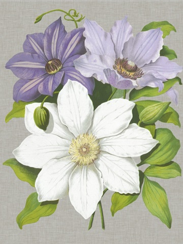 Clematis Blooms II