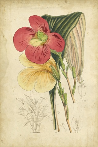 Curtis Tropical Blooms I