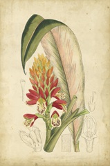 Curtis Tropical Blooms II