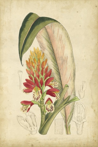 Curtis Tropical Blooms II