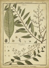 Diderot Antique Ferns I