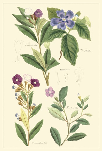 Dietrich Botanical I