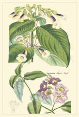 Dietrich Botanical II