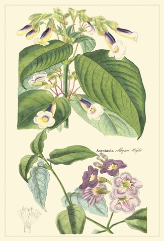 Dietrich Botanical II