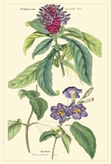 Dietrich Botanical III