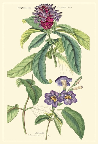 Dietrich Botanical III