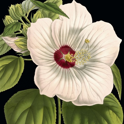 Dramatic Tropical Vision I