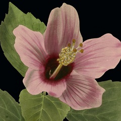 Dramatic Tropical Vision II