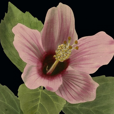 Dramatic Tropical Vision II