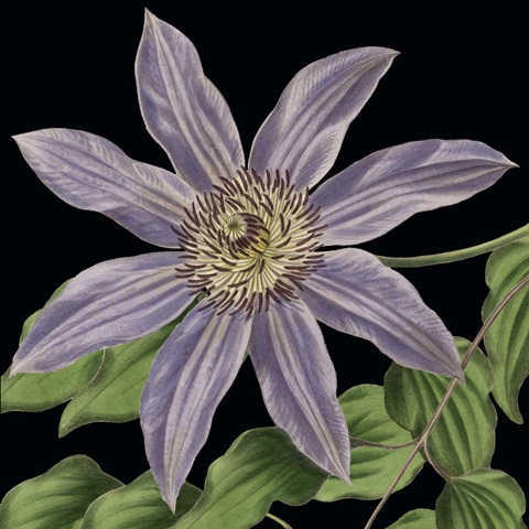 Dramatic Tropical Vision III