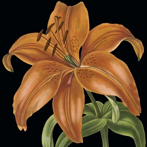 Dramatic Tropical Vision IV