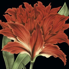 Dramatic Tropical Vision V