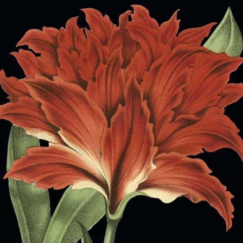 Dramatic Tropical Vision V