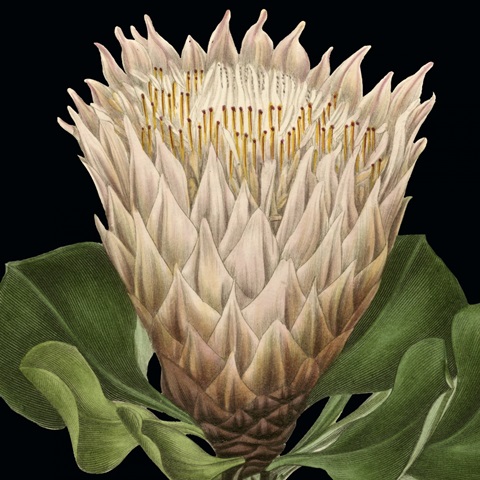 Dramatic Tropical Vision VI