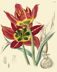 Elegant Tulips I