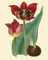 Elegant Tulips II