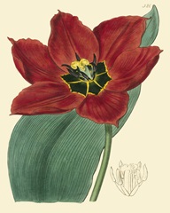 Elegant Tulips III