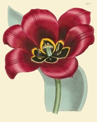 Elegant Tulips IV