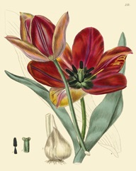 Elegant Tulips V