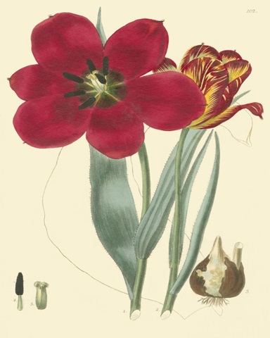 Elegant Tulips VI