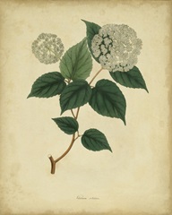 Engelmann Botanical VI