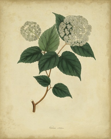Engelmann Botanical VI