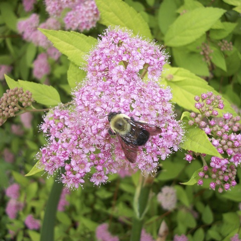Flight of the Bumble Bee I