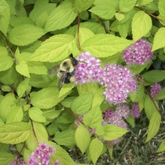 Flight of the Bumble Bee II