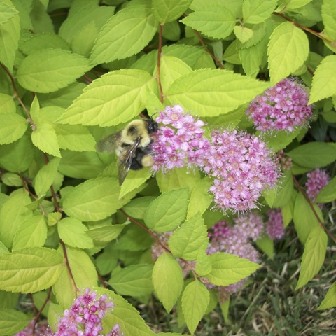 Flight of the Bumble Bee II