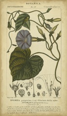 Floral Botanica I