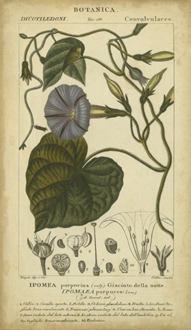 Floral Botanica I