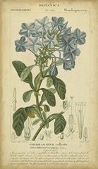 Floral Botanica II