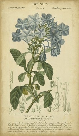 Floral Botanica II