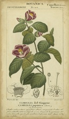 Floral Botanica III