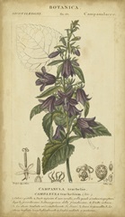 Floral Botanica IV