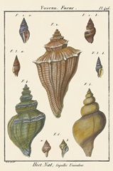 Fuseau Shell pl. 426