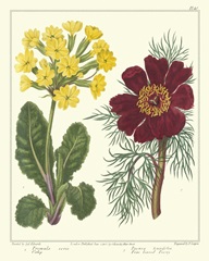 Gardener's Delight II