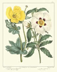 Gardener's Delight III