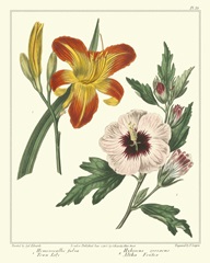 Gardener's Delight IV