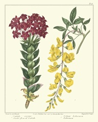 Gardener's Delight V