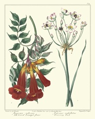 Gardener's Delight VI