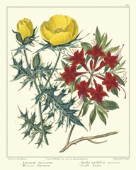 Gardener's Delight VII