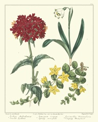 Gardener's Delight VIII