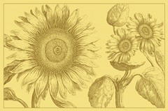 Golden Sunflowers II