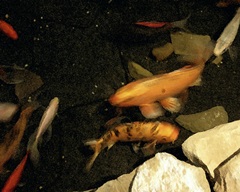 Goldfish Pond I
